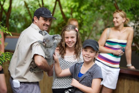 hartleys-koala-pat.jpg