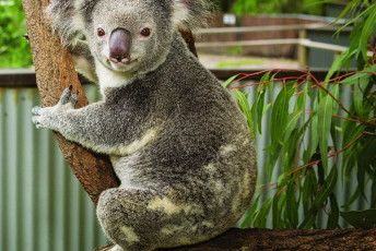 Koala Gardens